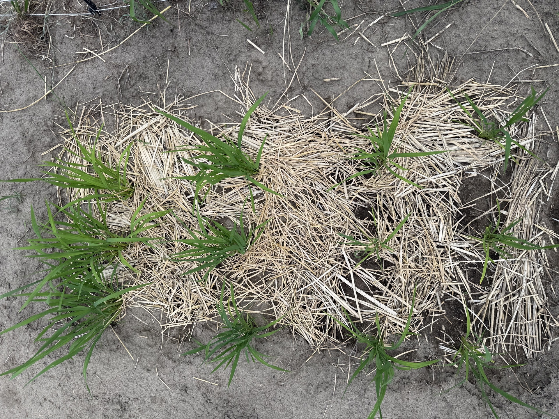 Field research photo 37